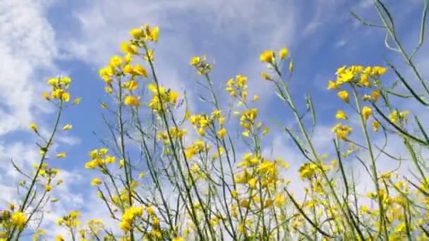 Blossoms flowers of Rapeseed - Footage, Video