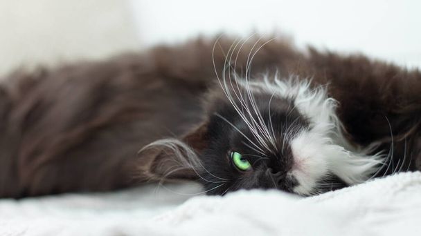Niedliches schwarzes Kätzchen mit weißer Brust und Pfoten und grünen leuchtenden Augen, auf einer weißen Strickdecke liegend - Foto, Bild