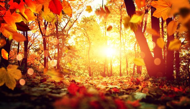 Beau fond d'automne avec des feuilles jaunes et rouges. - Photo, image