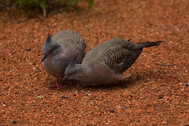 The Crested Pigeon (Ocyphaps lophotes). - Фото, изображение