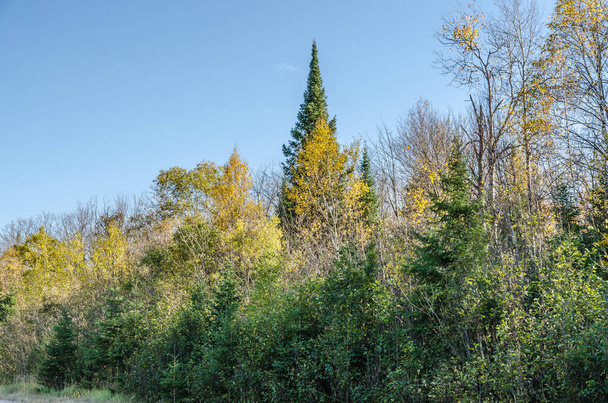 Fall colorful trees in Algonquin park . Ontario, Canada - Fotoğraf, Görsel