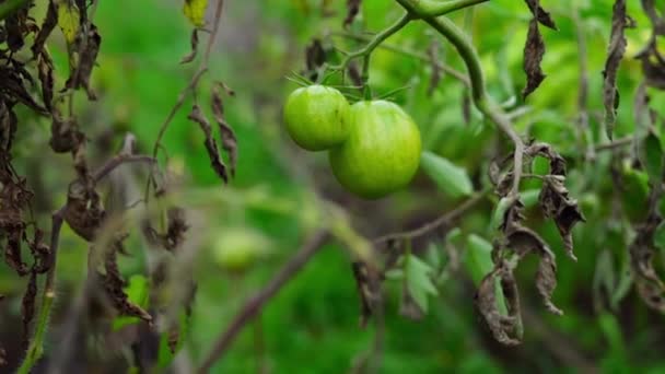 Kaksi vihreää tomaattia roikkua pensaassa syksyllä hidastettuna - Materiaali, video
