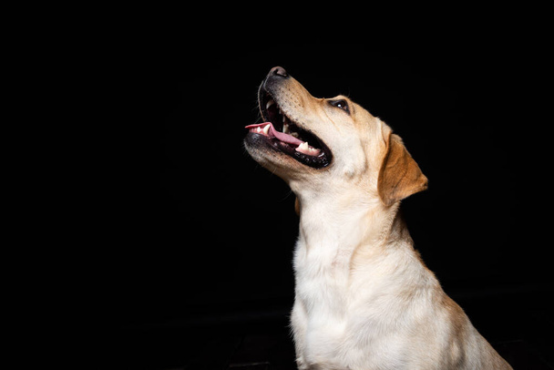Porträt eines Labrador Retriever Hundes auf einem isolierten schwarzen Hintergrund. Er ist sehr fröhlich und glücklich. - Foto, Bild