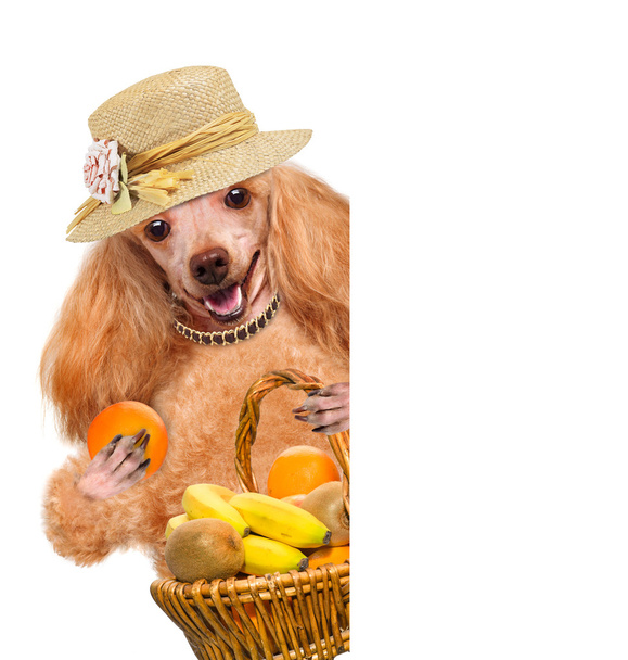 Dog with fruit - Foto, Imagem