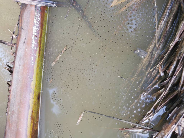 поверхня калюжі з яйцями з плаваючою липкою жабою
 - Фото, зображення