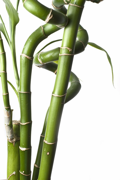 rostliny bambusu. - Fotografie, Obrázek