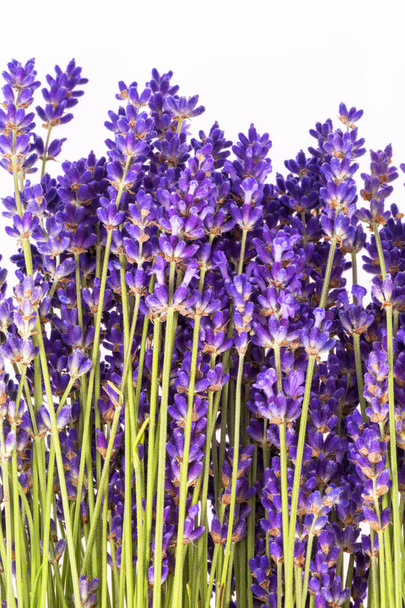 Ramo de flores de lavendula violeta aisladas sobre fondo blanco, de cerca. - Foto, Imagen