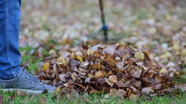 Ρέικ με πεσμένα φύλλα το φθινόπωρο. Κηπουρική την φθινοπωρινή περίοδο. Καθαρισμός γκαζόν από φύλλα. Φθινοπωρινή εργασία στον κήπο. από κοντινή απόσταση. Πλάνα αργής κίνησης - Πλάνα, βίντεο