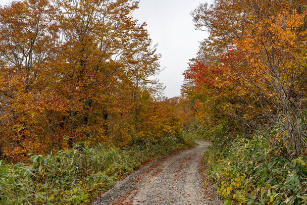 Mountain path in autumn foliage season. - Фото, зображення