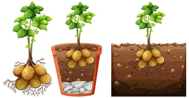 Set of potato plant with roots isolated on white background illustration - Vector, Image