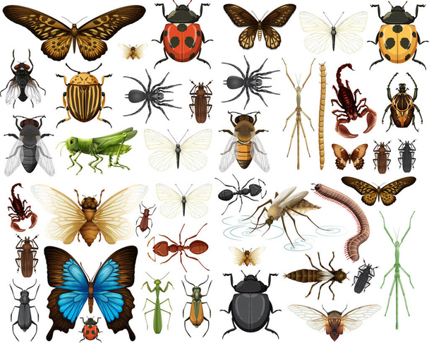 Różne zbiory owadów izolowane na białym tle ilustracji - Wektor, obraz