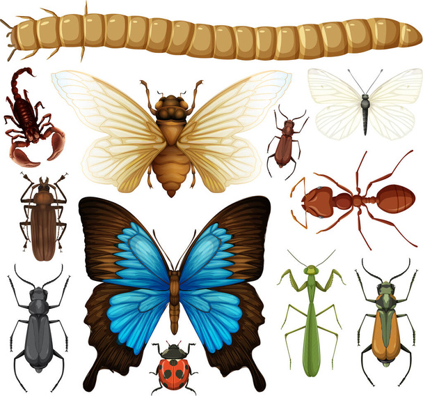 Colección de diferentes insectos aislados sobre fondo blanco ilustración - Vector, Imagen
