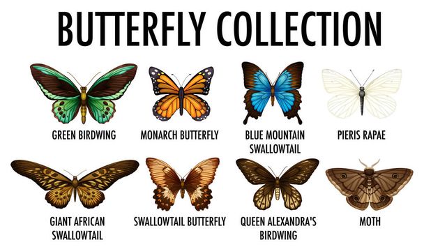 Pillangógyűjtemény fehér háttér illusztráció - Vektor, kép