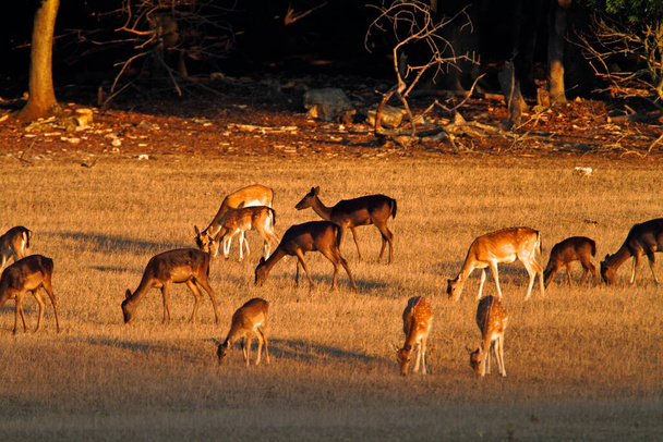 Deers having on the grassland in Brijuni National Park, Croatia - Фото, зображення