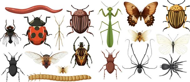 Verschiedene Insekten Sammlung isoliert auf weißem Hintergrund Illustration - Vektor, Bild