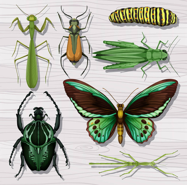 Set of different insects on white wooden wallpaper background illustration - Vektori, kuva