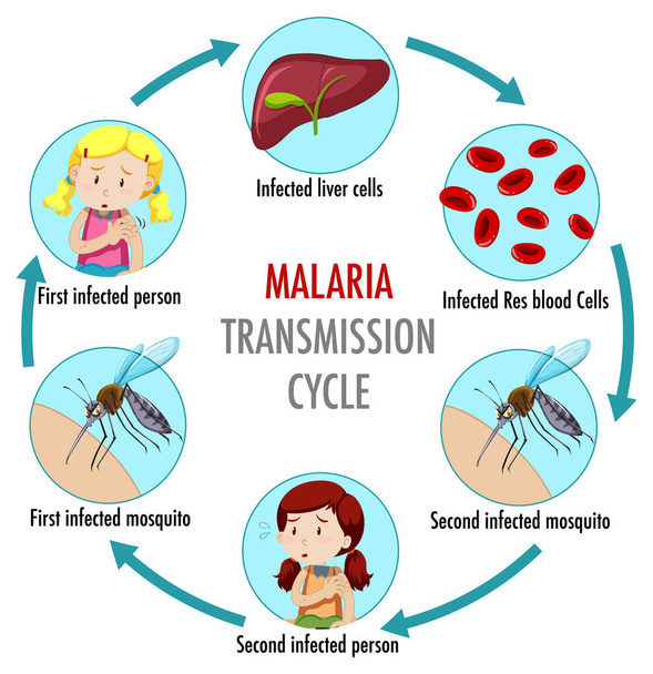 Informace o cyklu přenosu malárie - ilustrace - Vektor, obrázek