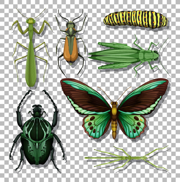 Набор различных насекомых на прозрачном фоне - Вектор,изображение
