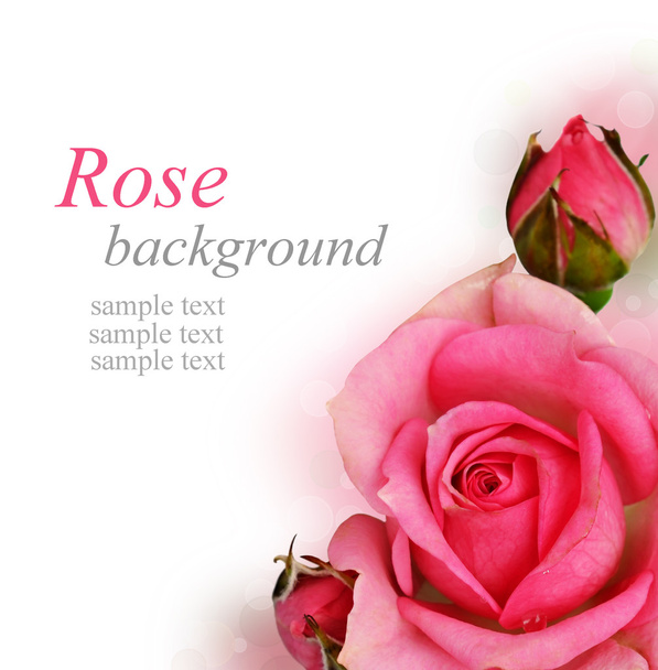 Pink rose flower - Foto, imagen