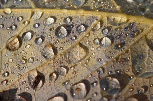 Regendruppels op een bladrol van dichtbij, waterdruppels van dichtbij op een blad - Foto, afbeelding