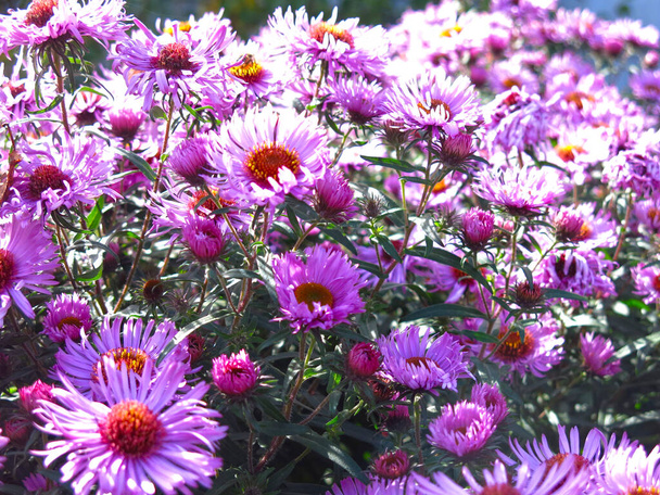 soft purple autumn daisies bloom before the first snow, they are sitting on a bee - Φωτογραφία, εικόνα