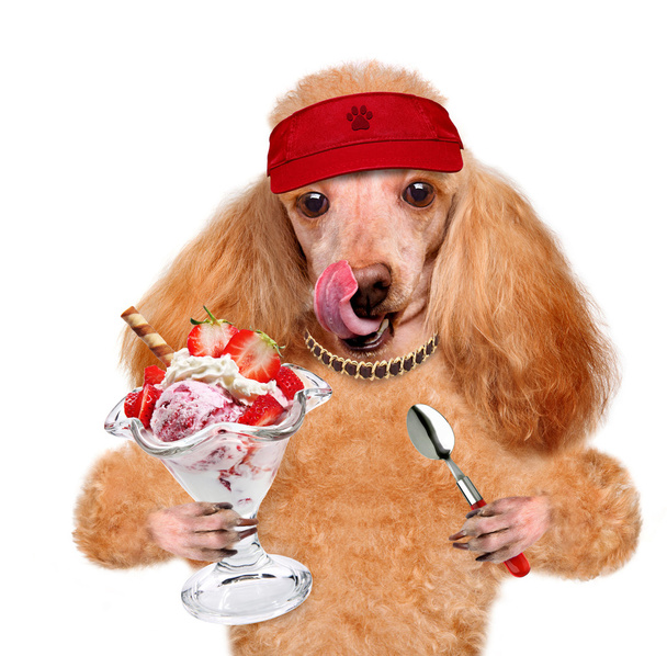 Dog with ice cream - Foto, Imagem