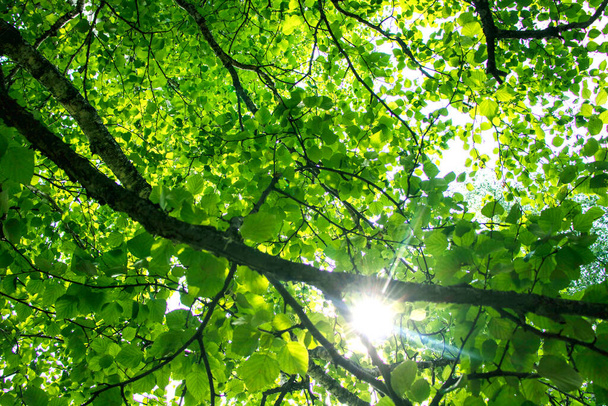 Ветви дерева с зелеными листьями на фоне голубого неба. - Фото, изображение