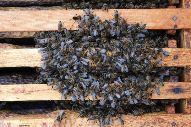 Cómo las abejas invernan en la colmena. Panorámica de la colmena en invierno. Abejas invernantes - Foto, imagen