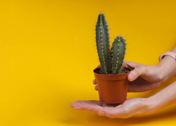 Cactus in pot on palm of hand. Yellow background. Minimalism - Fotoğraf, Görsel
