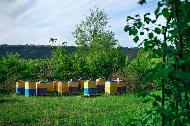 Eco-friendly apiary. An apiary where ecologically clean honey and other beekeeping products are obtained. Advantages of polyurethane hives. Top views - Photo, Image