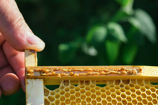 ¿Qué es el propóleo? Propolis en medio de una colmena con abejas. Pegamento de abeja. Productos de abejas. Tratamiento con propóleo. Cómo ayuda a curar heridas y combatir bacterias. Apiterapia - Foto, Imagen