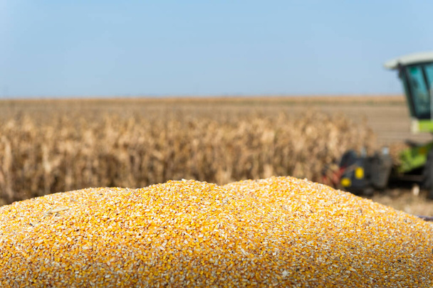 Kombinált üzemeltetői betakarítás Kukorica a területen a napsütés napján. - Fotó, kép