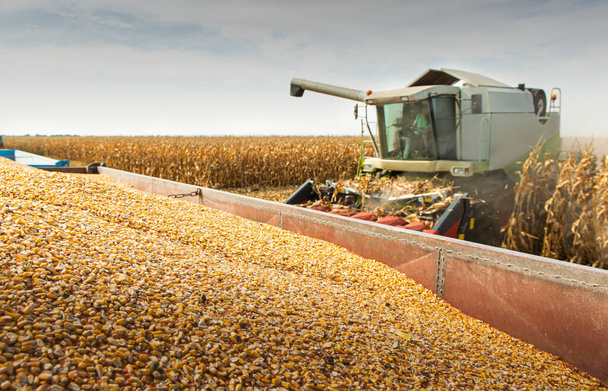 Combine Operator Harvesting Corn on the Field in Sunny Day. - Foto, Bild