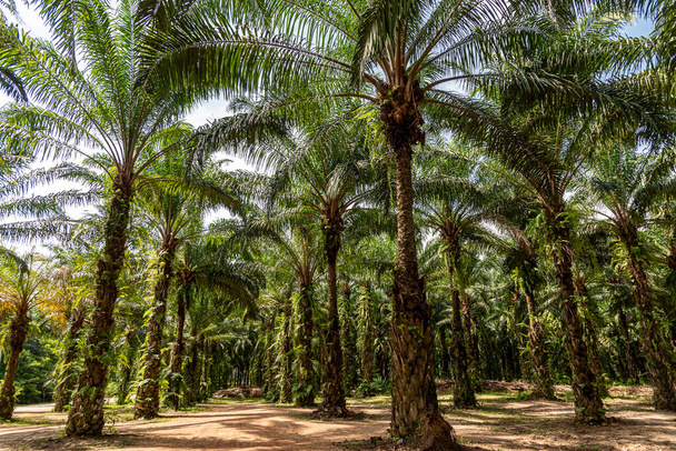 Plantación de aceite de palma en el jardín en el sur de Tailandia. Hermosos árboles de plátano en el jardín. - Foto, imagen