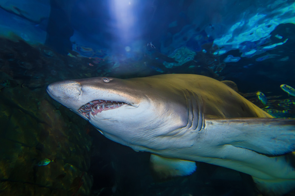 Kaplan san köpek balığı - Fotoğraf, Görsel