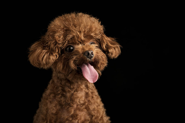 An adorable little poodle on a black background - Photo, Image