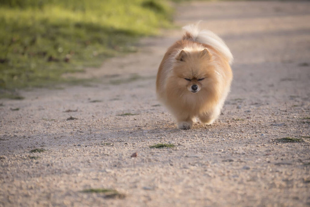 A cute fluffy pomeranian puppy running on a street - Fotografie, Obrázek