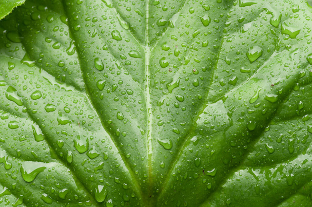 A macro shot of green leaf with dew drops - Valokuva, kuva