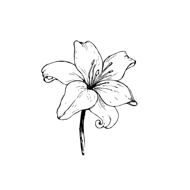 Vector black outline of Lily flowers isolated on a white background. Sticker, tattoo, sketch - Vetor, Imagem