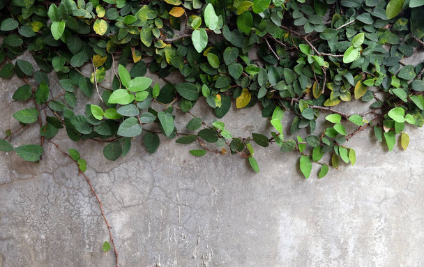Fondo verde natural. higo rastrero (Ficus pumila) utilizado para decorar las paredes de un hogar. - Foto, Imagen