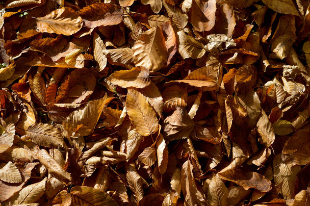 oranžové a hnědé sezónní podzimní pozadí vzor, pulzující koberec padlých lesních listů. - Fotografie, Obrázek