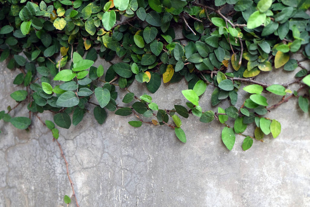 Doğal yeşil arka plan. Sürünen incir (Ficus pumila) bir evin duvarlarını süslemek için kullanılır. - Fotoğraf, Görsel