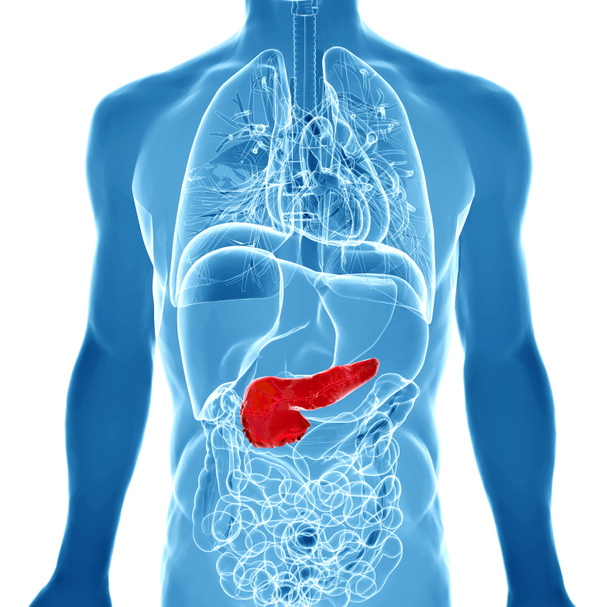 Illustrazione resa 3d del pancreas maschile
 - Foto, immagini