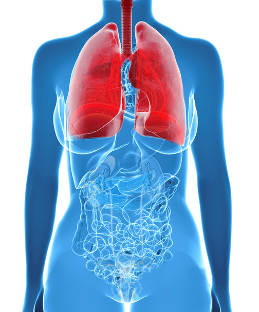 рентгенівський промінь легень людини
 - Фото, зображення