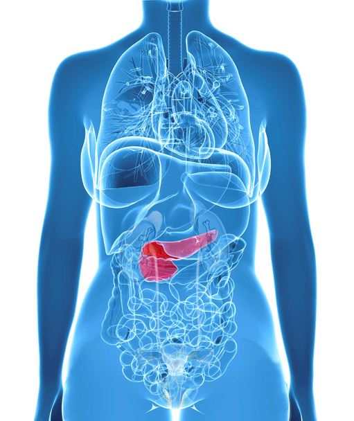 3d rendered illustration of the female pancreas - Photo, Image