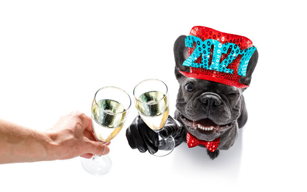 Yeni yıl arifesini kutlayan köpek beyaz arka planda bir pankart, pankart, barış ve zafer parmaklarının yanında izole edilmiş bir şampanya ile kutluyor. - Fotoğraf, Görsel