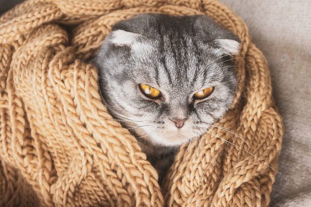 The gray Scottish fold cat sleeps wrapped in a warm beige scarf. Cozy cute warm home concept with a pet. - Photo, Image