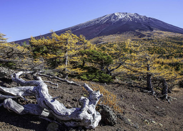 Top of Mount Fuji and yellow pine trees in autumn - Photo, Image