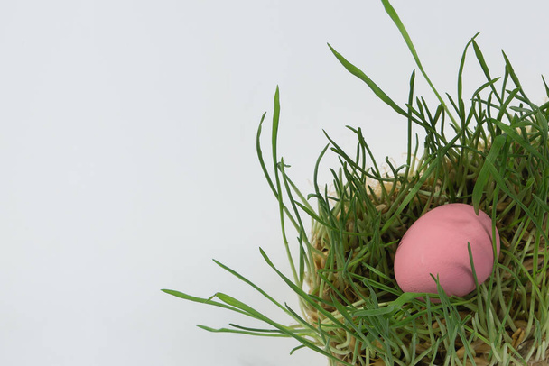 A pink Easter egg lies in tufts of green grass. Close-up, white isolated background, copy space. The Concept Of A Happy Easter - Fotografie, Obrázek