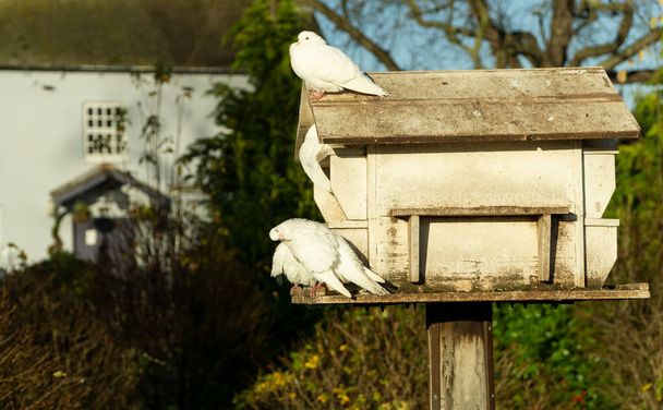 Palomas blancas en una casa de pájaros - Foto, Imagen